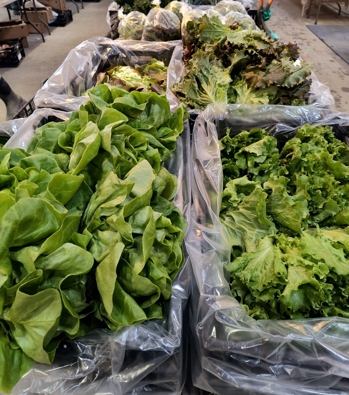 Greens at the Cooperstown Farmers' Market, February 2025